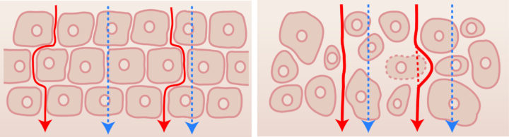 Cell_process-min